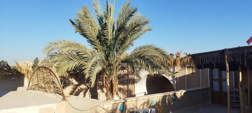 عکس بوم گردی نخل