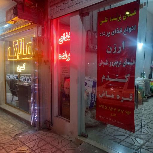 عکس دان پرنده علی