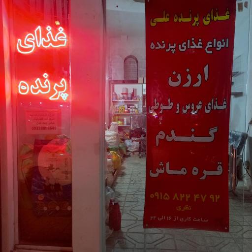 عکس دان پرنده علی