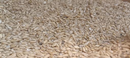 عکس پت شاپ و پرنده سرای کارون 