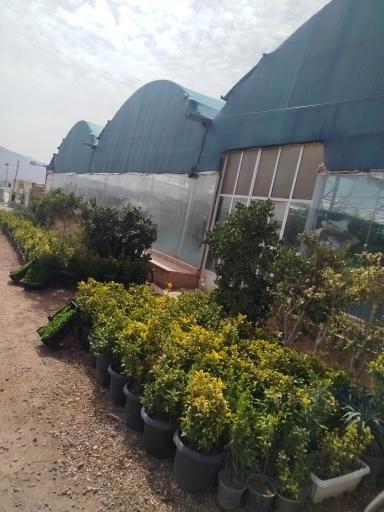 عکس گلسرای امیرعلی 