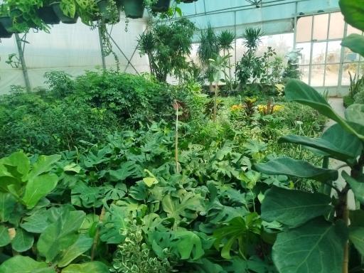 عکس گلسرای امیرعلی 