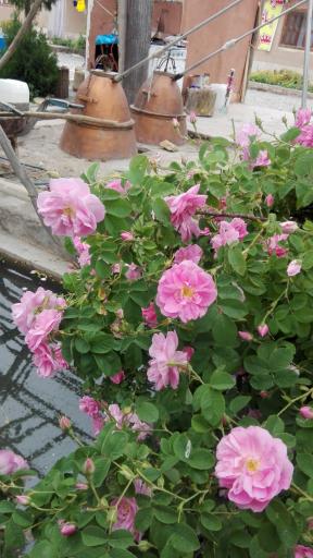 عکس اقامتگاه بومگردی عمو حسین