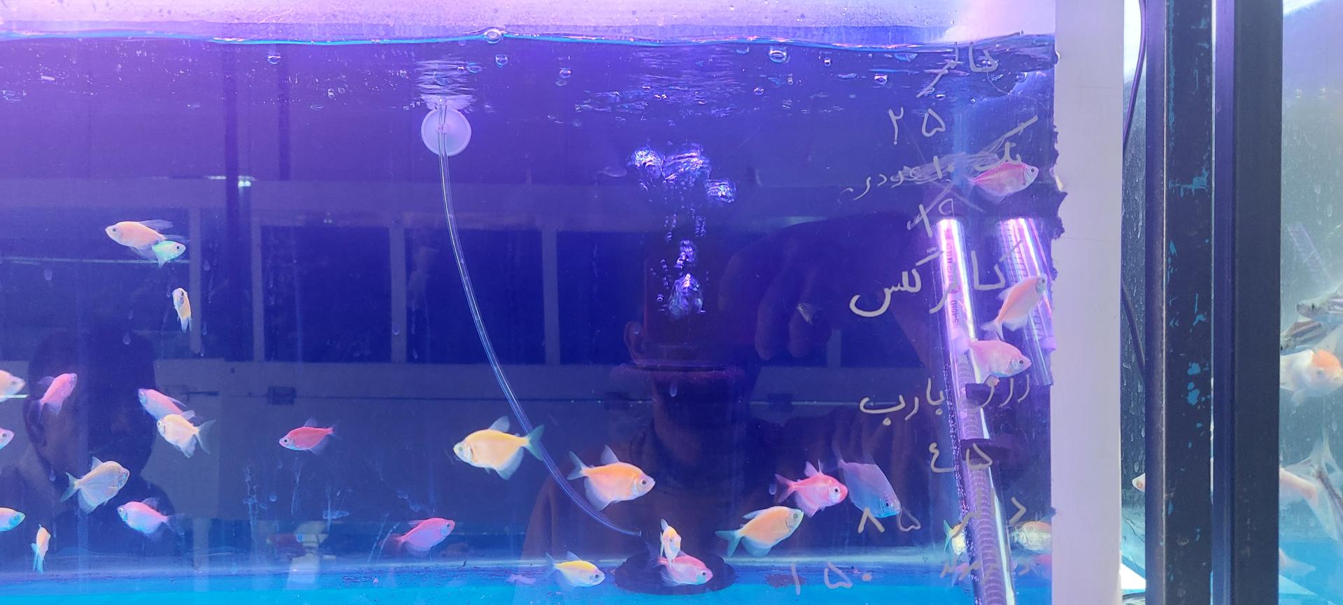 عکس آکواریم ماهور