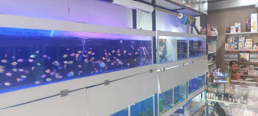 عکس آکواریم ماهور