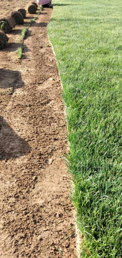 عکس چمن  رول آرش