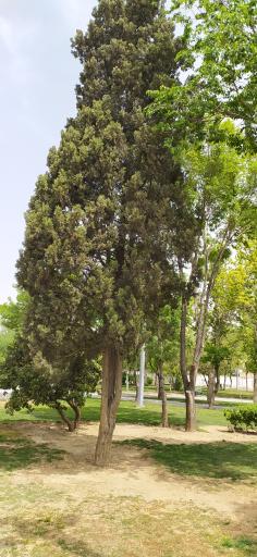 عکس بوستان گلزار