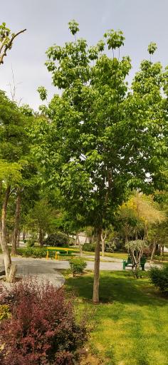 عکس بوستان گلزار