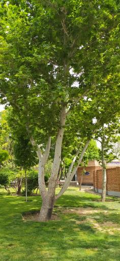 عکس بوستان گلزار