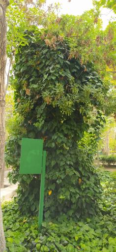 عکس بوستان گلزار