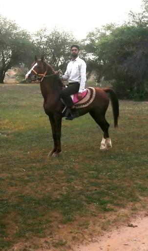 عکس اسطبل اسب و پیست اسب سواری