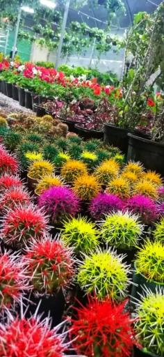 عکس خانه سبز