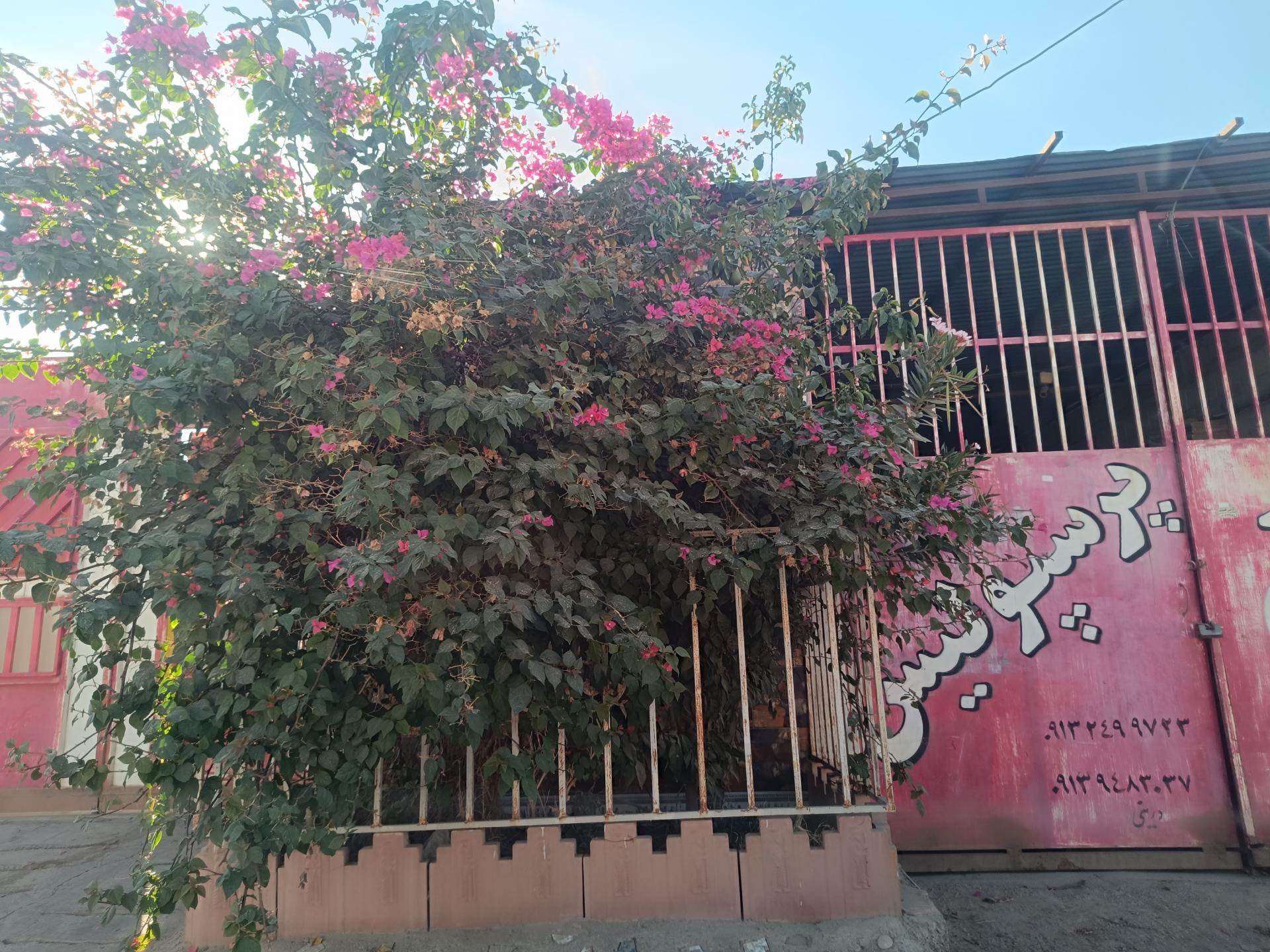 عکس انبار کاشی پرسپولیس