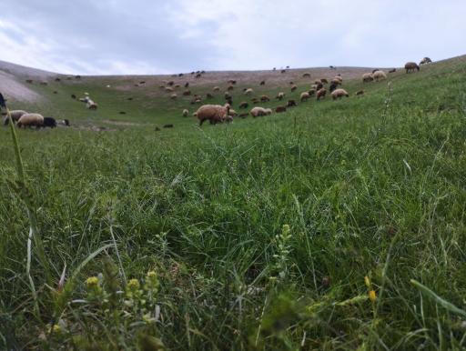 عکس چشمه پرویز خان