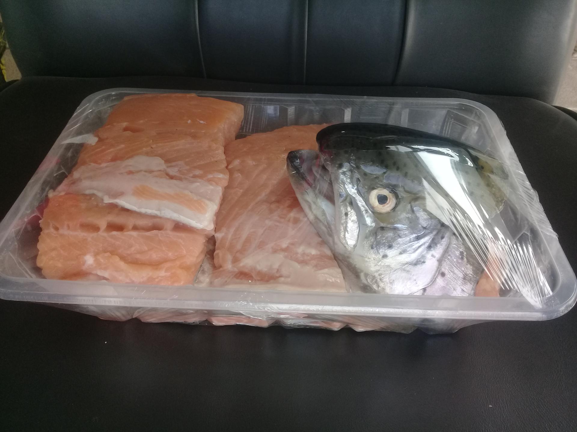 عکس ماهی قزل‌ آلا زنده