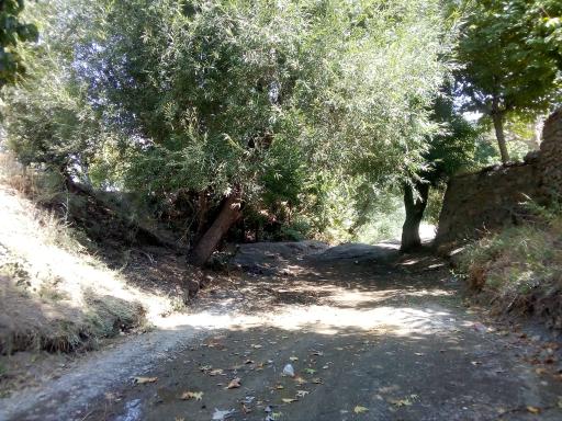 عکس عنبرستان