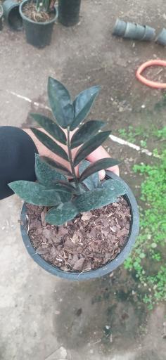 عکس گلستان ۲۱ آبان