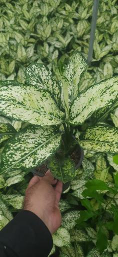 عکس گلستان ۲۱ آبان