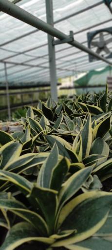 عکس گلستان ۲۱ آبان