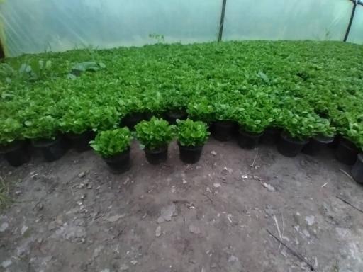 عکس گلستان ۲۱ آبان