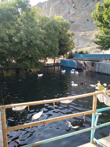 عکس محصولات ارگانیک و ماهی سرای حصارکی