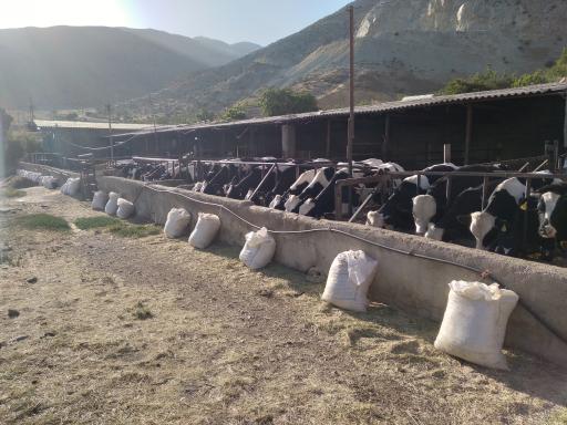 عکس محصولات ارگانیک و ماهی سرای حصارکی