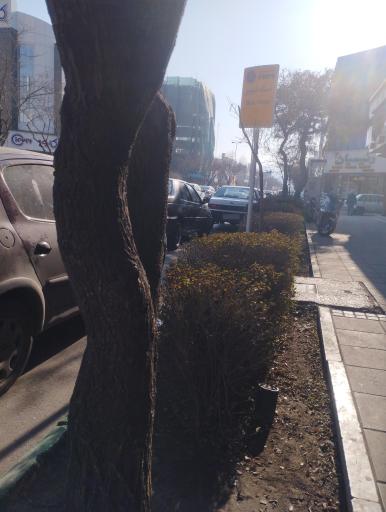 عکس  فلسطین 20