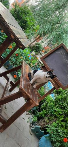 عکس اقامتگاه توتی