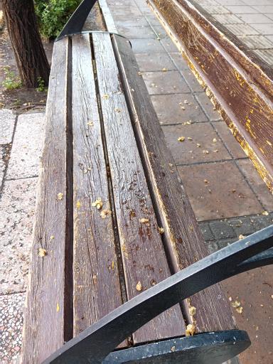 عکس  فلسطین 20