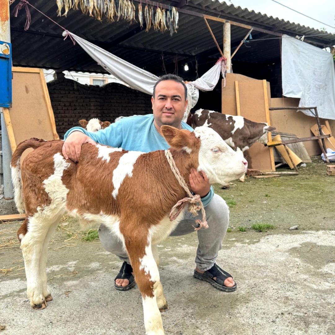 عکس دامداری کر