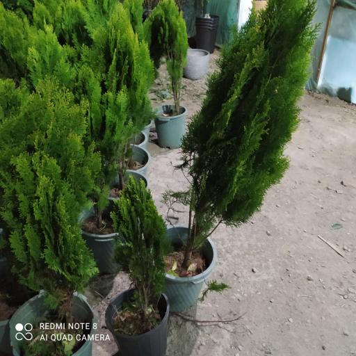 عکس دهکده گل آزالیا