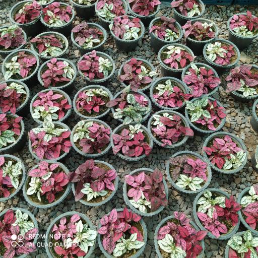 عکس دهکده گل آزالیا