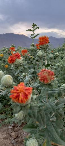 عکس شرکت باستان آباد  اسپادانا 