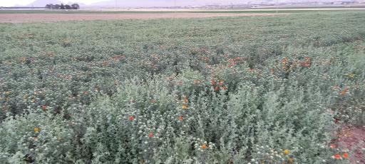 عکس شرکت باستان آباد  اسپادانا 