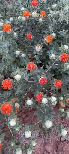 عکس شرکت باستان آباد  اسپادانا 