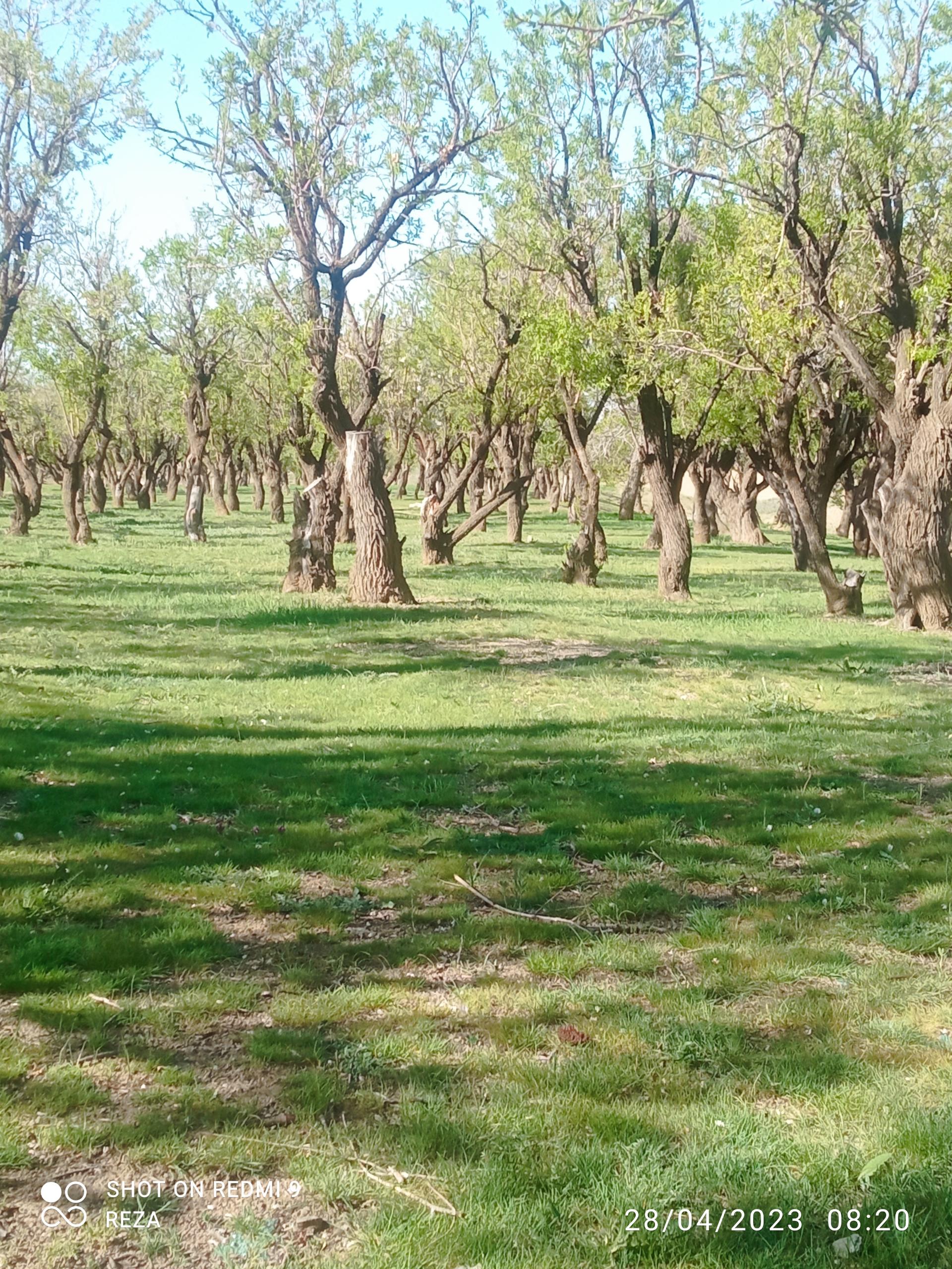 عکس جنگل بادام