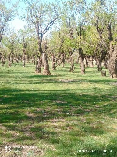 عکس جنگل بادام