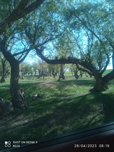 عکس جنگل بادام