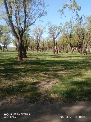 عکس جنگل بادام