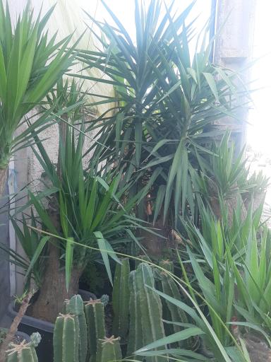 عکس گلخانه مرتضی زینعلی