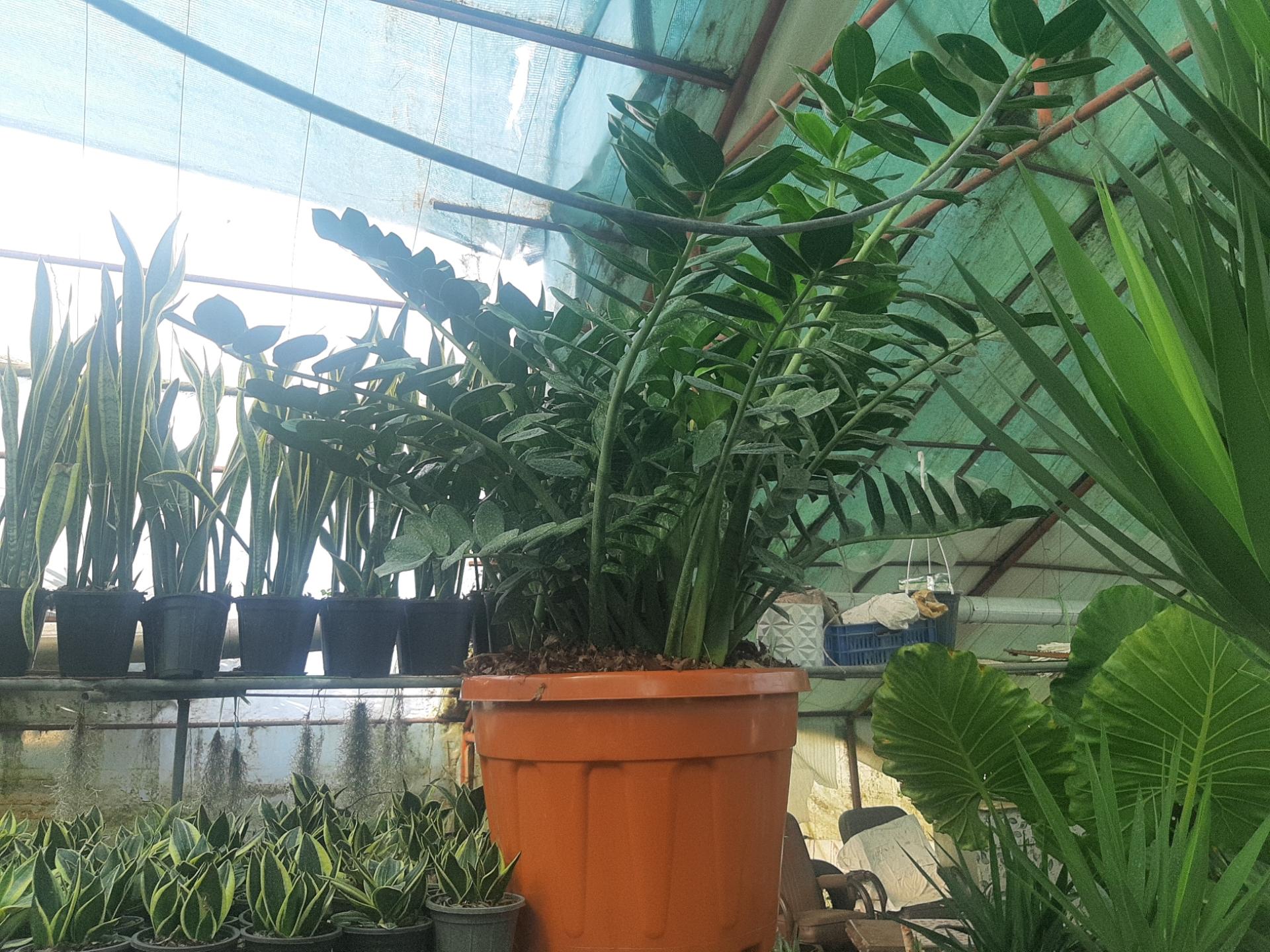 عکس گلخانه مرتضی زینعلی