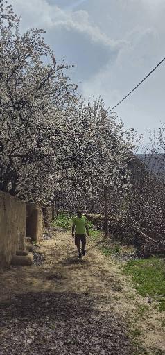 عکس لالو (برگیش)