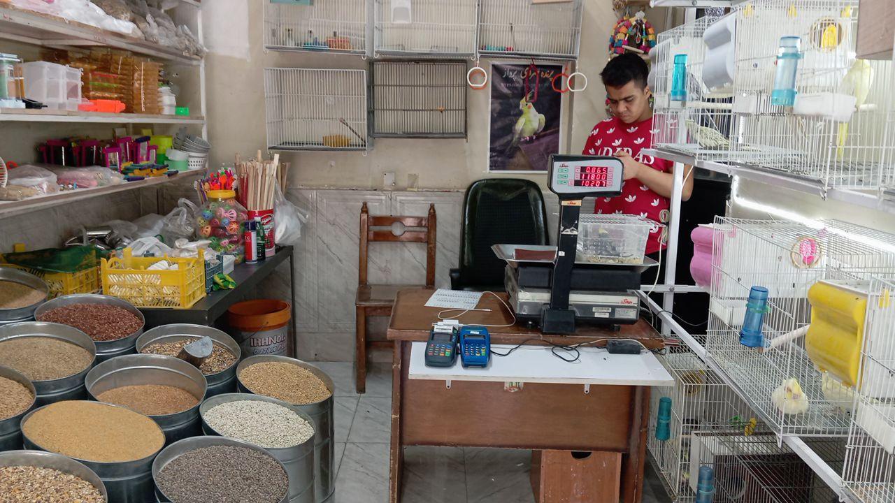 عکس پرنده و پت شاپ قجری