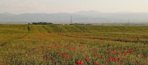 عکس برگرد