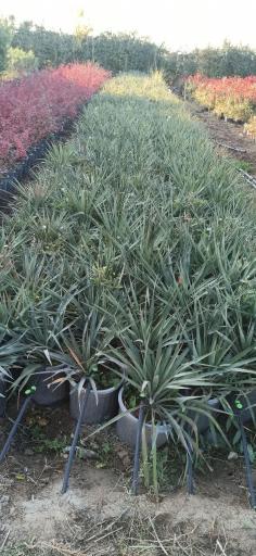 عکس شرکت گل پایون