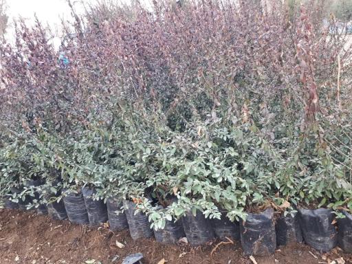 عکس شرکت گل پایون