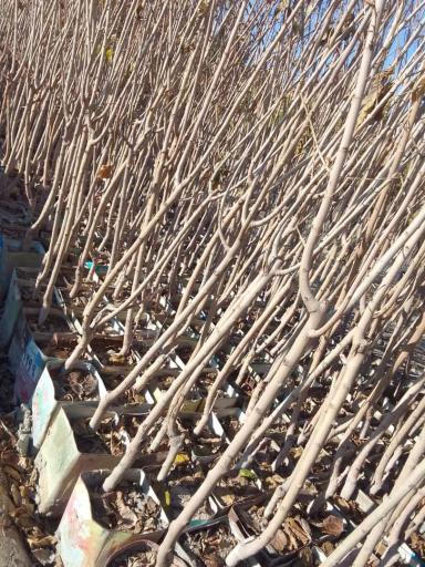 عکس شرکت گل پایون