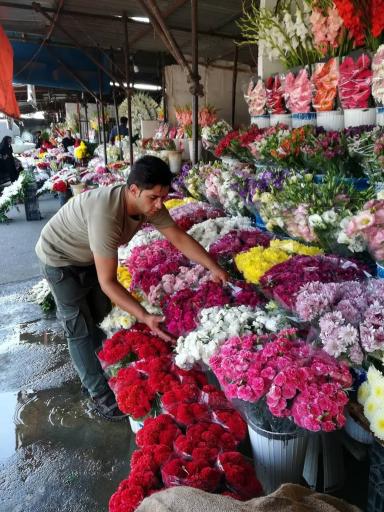 عکس گل بهار