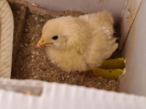 عکس کلینیک و آزمایشگاه دامپزشکی پاستور