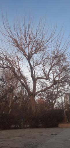 عکس بوستان نژاد فلاح